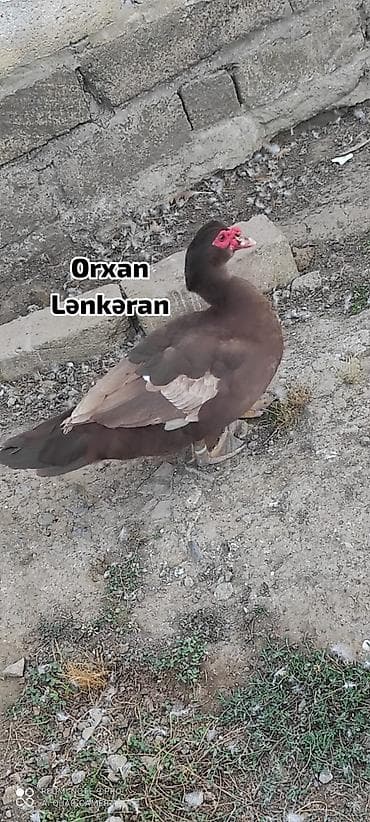 şirin it sekilleri: Salam, Təmiz Cins Amerikan sortu lal ördək balalarının və yumurta — 2