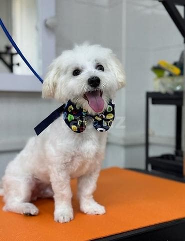 Malta bolonka, 2 il, Erkek, Sənədli, Pulsuz çatdırılma