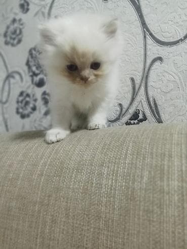 Yaxşı əllərə