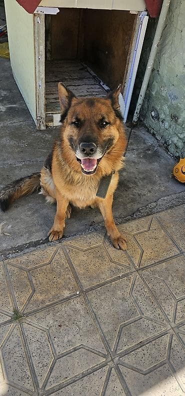 dagistan coban iti: Alman çoban iti — 7