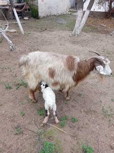 İtlər: Südlük/çoxməhsuldar ana keçi bala ilə birlikdə. - Növ: yerli uzun — 1