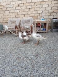 cücə su qabı: Dişi, Damazlıq, Ünvandan götürmə — 1