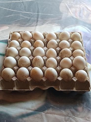 Şirniyyat məhsulları: Məhsul: Ördək yumurtası Pekin ordek yumurtası tam arginal mayali — 2