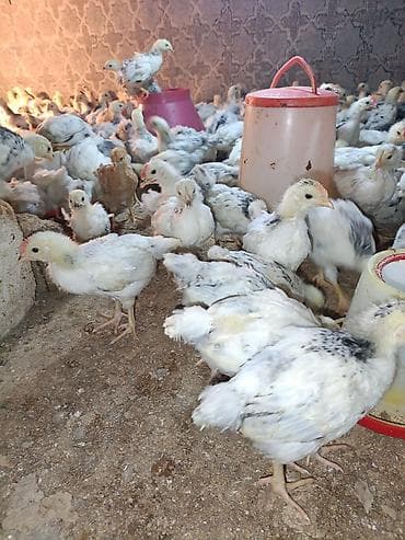 ordək balası və cucə: Toyuq cücələri, Ətlik — 1