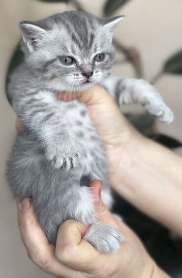 шотландские вислоухие коты: Шотландская — 10