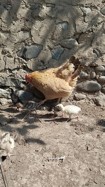 cuce qefes: Hinduşka cücələri, Damazlıq, Ünvandan götürmə — 3