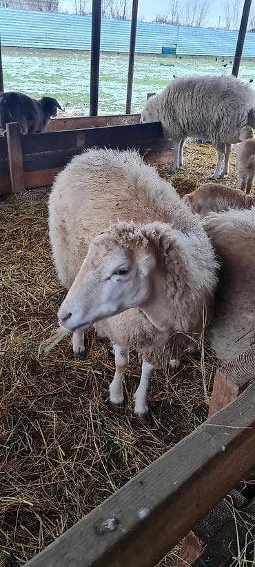 gozel pisik sekilleri: Heyvanlar satılır qoc balasız cavan qoyunlar 10 aylıg erkəy dişi — 7
