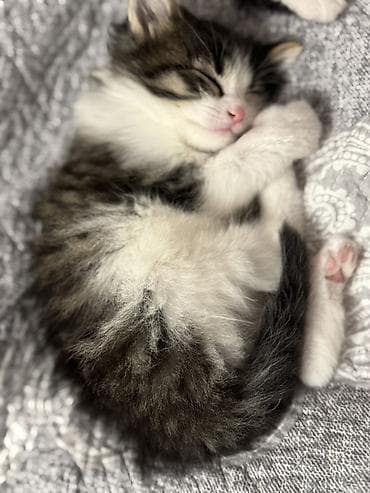 sahibləndirmə: Yaxşı əllərə — 1