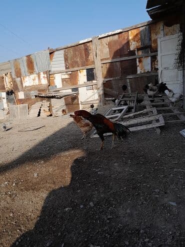 pişik şəkilləri: Məhsul: Xoruz (yerli döyüş/əsilzadı tipli) Təsvir: - Uzun bədənli — 13