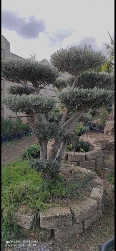 zeytun tingləri: Banzay zeytunları 2000azn başlayan qiymətlərlə — 1