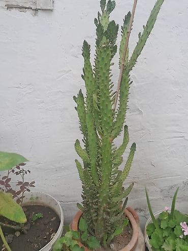 купить кактус: Euphorbia trigona (Afrika süd kaktusu) – saksıda iri ölçülü dekorativ — 1