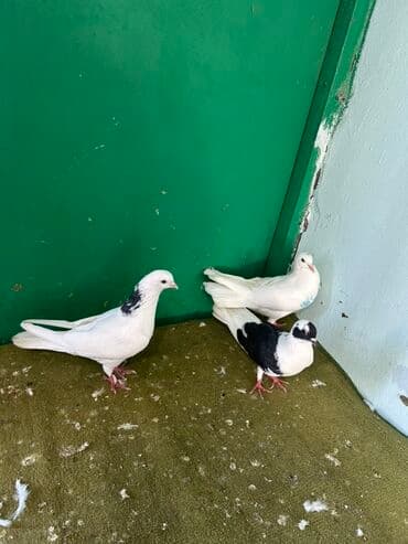 pulsuz heyvanlar verilir: Göyərçinlər – dekorativ növ - Şəkillərdə 3 ədəd dekorativ göyərçin — 5