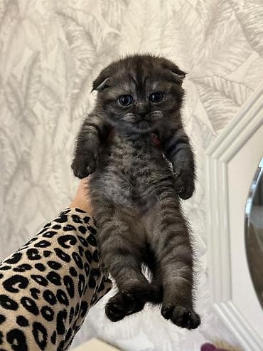 boz pişik: Şotland yastı qulaq — 1