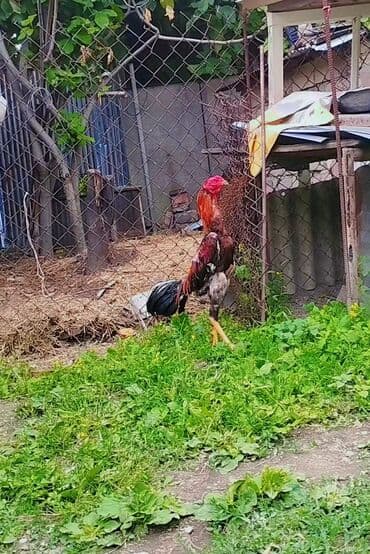 Yüngül cekili doyus ucun ideal heyvandi Təsvir: - Cins tipi