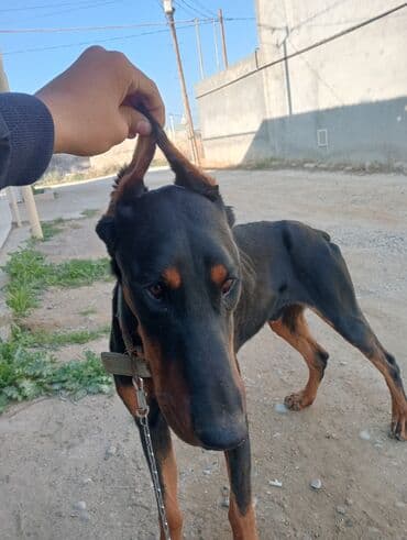 доберман купить: Доберман — 2