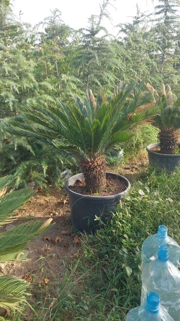 Sifarişlə əl işləri: Agaclar
gubreler guller — 11