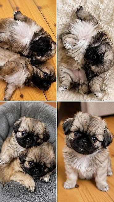 pişik cins: Pekines balaları – xırda ölçülü, ev şəraitinə uyğun, sakit və mehriban — 2