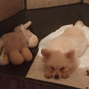 it xaltalari satisi: Şpitz, 5 ay, Dişi, Ünvandan götürmə — 4