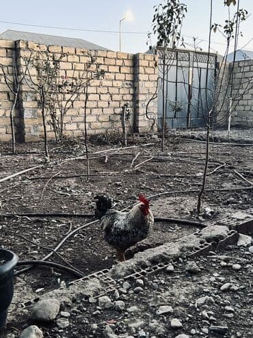 kend xoruzu: Məhsul: Xoruz XARKOV XORUZLARI - Növ: Ət-yumurta istiqamətli — 2