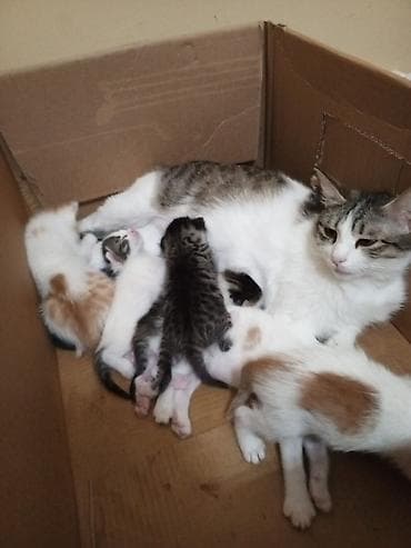 fars pişiyi: Tabbi, Yaxşı əllərə — 3