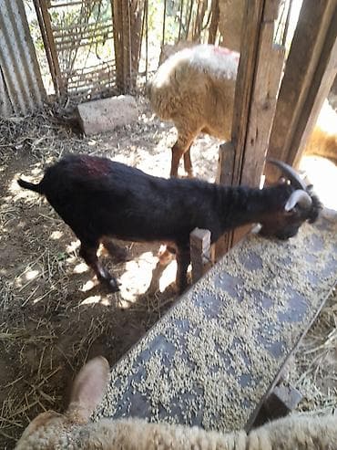 heyvanlar və balaları: Keçilər, çəpişlər — 3