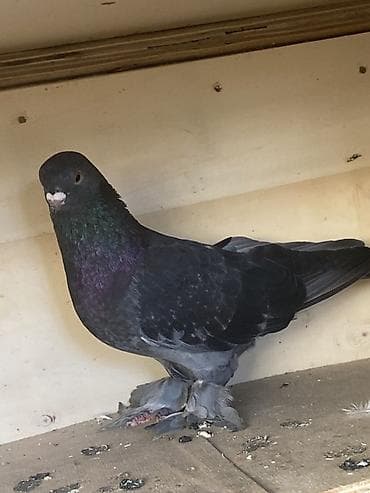 Ayağı tüklüdü erkey