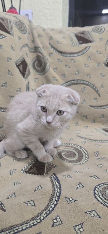 pişiklər ucuz: Şotland — 3