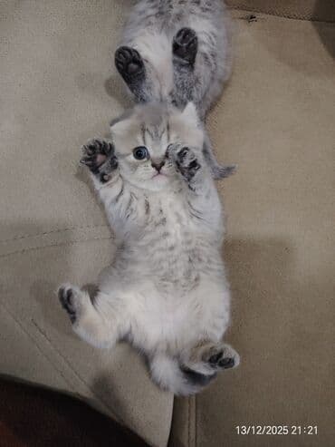 pişiy adlari: Erkək, Dişi — 7