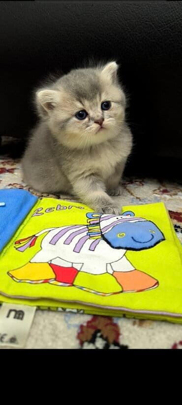 сколько стоит британский котёнок: Британская, Самец — 2