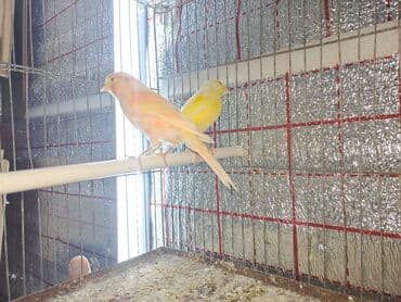 tuk tuk mmc: Hazir cut bulbuller erkey 1yas maya 10ayliq.erkey qirmizi maya ag — 1