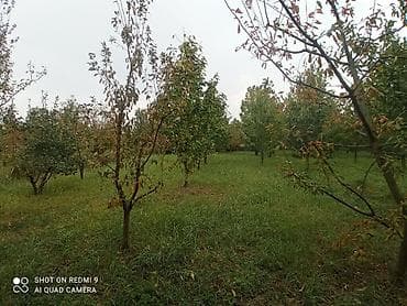 çilədağı bitkisi hardan almaq olar: Meyvə bağı – müxtəlif növ ağaclarla əkilmiş torpaq sahəsi Təsvir: - — 4