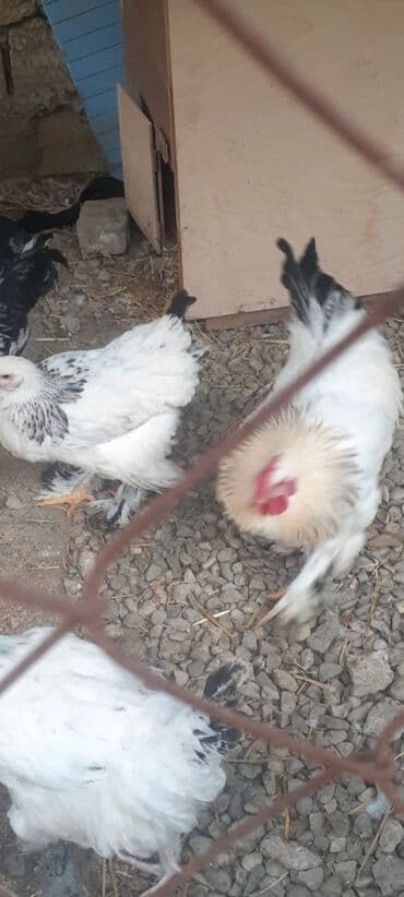 Индюшки: Braun cins toyuq yumurtalari təmiz cins toyoqlardir Məhsul təsviri — 3