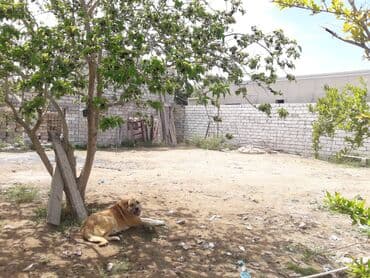 mərdəkanda torpaq: 9 sot, Tikinti, Mülkiyyətçi, Kupça (Çıxarış) — 13