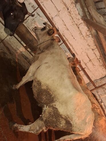 Bentley: .qisir ineyler 2 de kokdu — 6