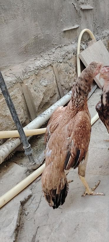 cex qus: Toyuq, Damazlıq — 2