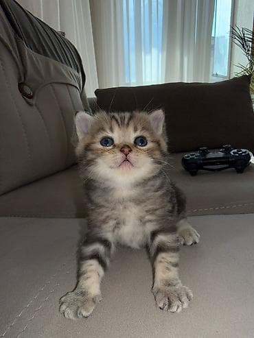 pisik ag: Britan — 5