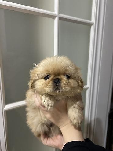 qurdbasar balaları: Pekines — 1