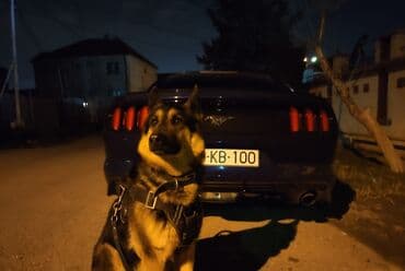 cütləş: Alman çoban iti, 9 il, Erkek, Cütləşmə üçün, Ünvandan götürmə — 3