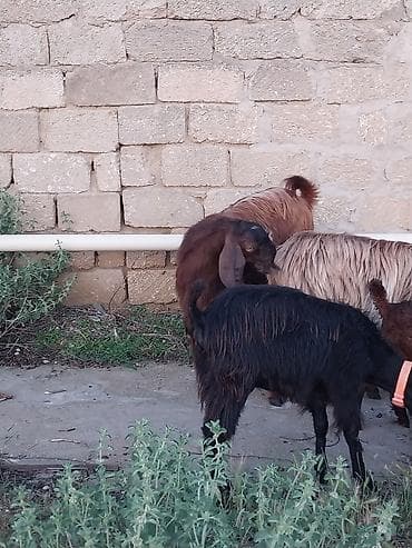 qara mal: Super Hələb keçisi ! 2 si birinci qarına doğub 2 sidə 3 qarına doğub — 7