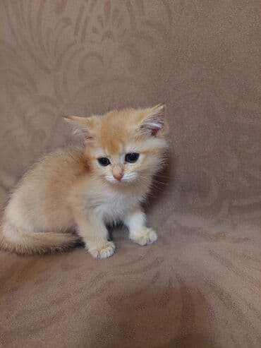 купить шотландского котенка: Золотая шиншилла, Самка, В добрые руки, Самовывоз — 9