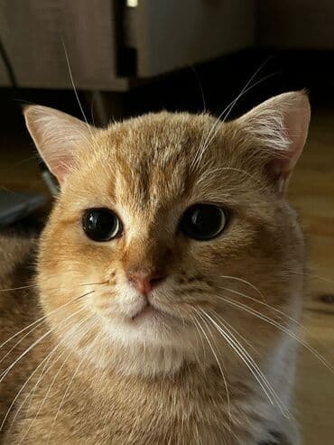 İtlər: Пристраивается котик 1год Привит Не кастрирован Желательно в семью — 5