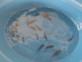 betta balıq: Balig 19 ededi kalp baligi — 8