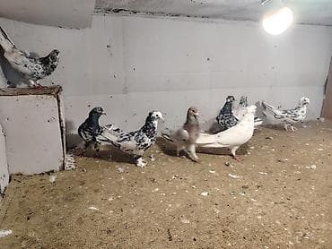 tilov baliq: 8 dene ebreşdi — 2