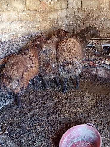 sudluk inek satisi: Qoyunlar – 3 baş - cins qoyunlardi qala qoyundular 1 erkek — 3