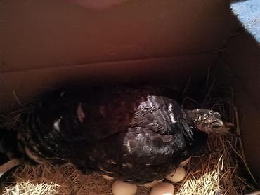 goyercin satisi 2019: Dişi, Yumurtalıq, Ünvandan götürmə — 2