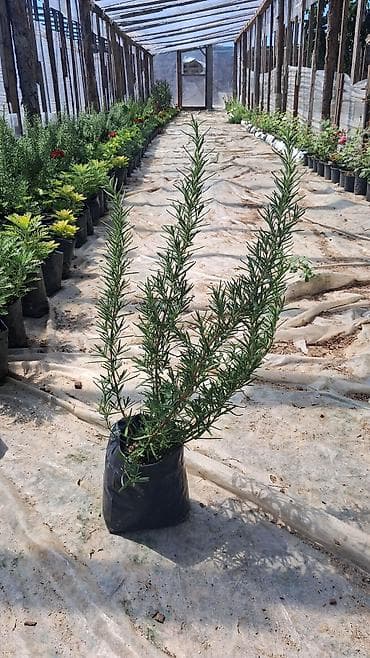 torba: Məhsul: Rozmarin (Rosmarinus officinalis) qiymət 50qəpik fidanları – — 1
