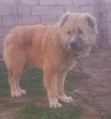 ev heyvanları: Qafqaz çoban iti — 3