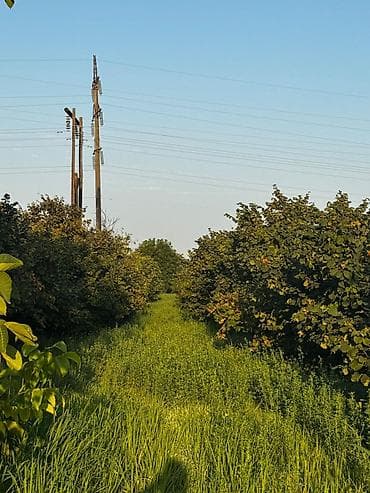 Torpaq sahələrinin satışı: 237 sot, Kənd təsərrüfatı, Mülkiyyətçi, Kupça (Çıxarış) — 1