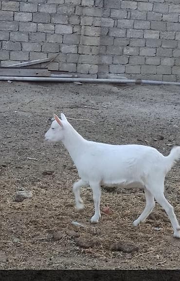 qaz ördək satışı: Saanen keçiləri satılır macar sortu, rusiya sortu isveçrə sortu — 9
