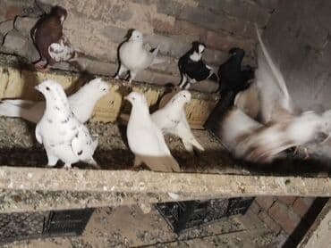 lalafo goyercin satisi: Təcli satılır Gəngə 27 quş 80 — 5